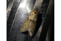 Tortricodes alternella