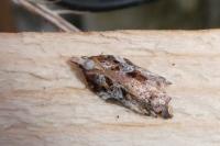 Acleris cristana