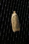 Agonopterix scopariella