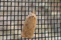 Agonopterix scopariella