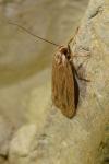 Agonopterix umbellana