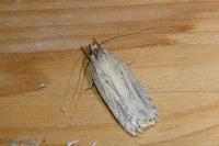 Agonopterix umbellana
