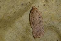Agonopterix