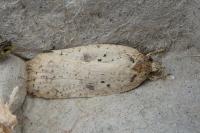 Agonopterix