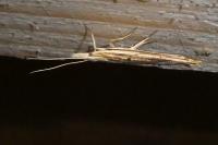 Ypsolopha mucronella