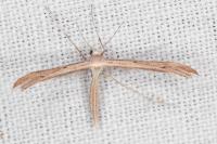 Stenoptilia stigmatodactyla