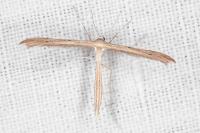 Stenoptilia stigmatodactyla