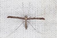 Agdistis satanas