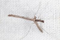 Agdistis satanas