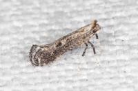 Parornix torquillella