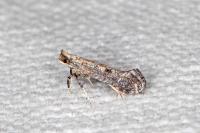 Parornix torquillella