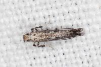Parornix torquillella