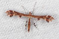 Oxyptilus jaeckhi