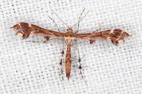 Oxyptilus jaeckhi