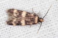 Oegoconia
