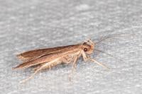 Helcystogramma lutatella