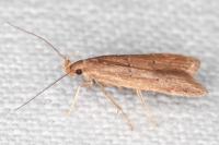Helcystogramma lutatella