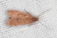 Helcystogramma lutatella