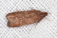 Helcystogramma lutatella