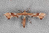 Cnaemidophorus rhododactylus