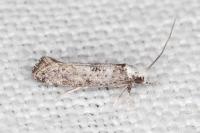 Paraswammerdamia albicapitella