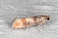Clavigesta purdeyi