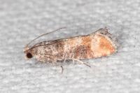 Clavigesta purdeyi