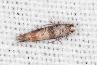 Clavigesta purdeyi