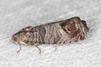 Cydia pomonella