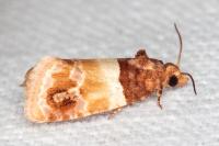Epinotia festivana