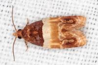 Epinotia festivana