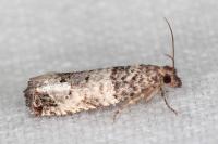 Notocelia incarnatana