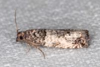Notocelia incarnatana