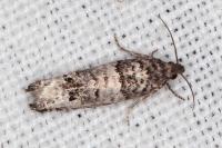 Notocelia incarnatana