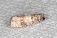 Piniphila bifasciana