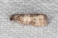 Piniphila bifasciana