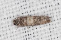 Piniphila bifasciana