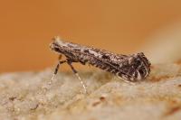 Parornix finitimella
