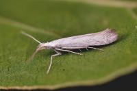 Coleophora albidella