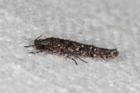 Carpatolechia decorella