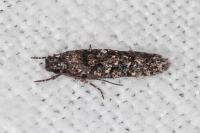 Carpatolechia decorella