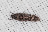 Carpatolechia decorella