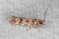 Bryotropha dryadella
