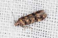 Bryotropha dryadella