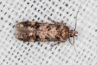 Bryotropha dryadella