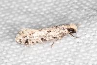 Nemapogon agenjoi