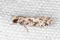 Nemapogon agenjoi