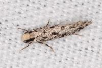 Nemapogon agenjoi