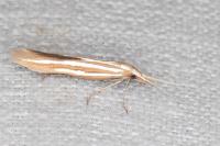 Coleophora helianthemella