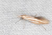 Coleophora helianthemella